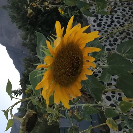 Felicity Luxury Kamári