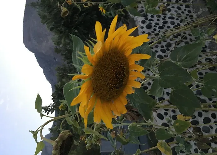 Felicity Luxury Kamári